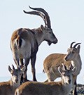 Spanish Ibex © John Muddeman